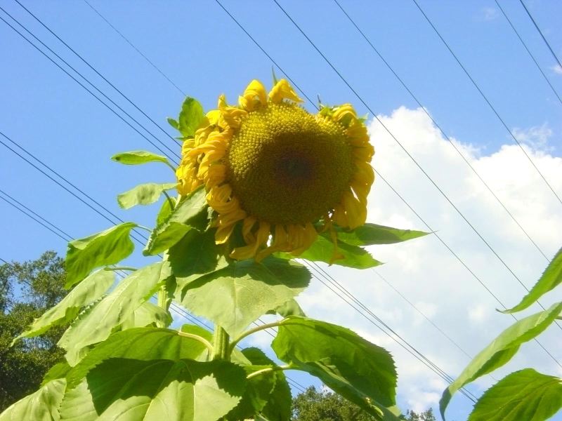 dsc04258.jpg